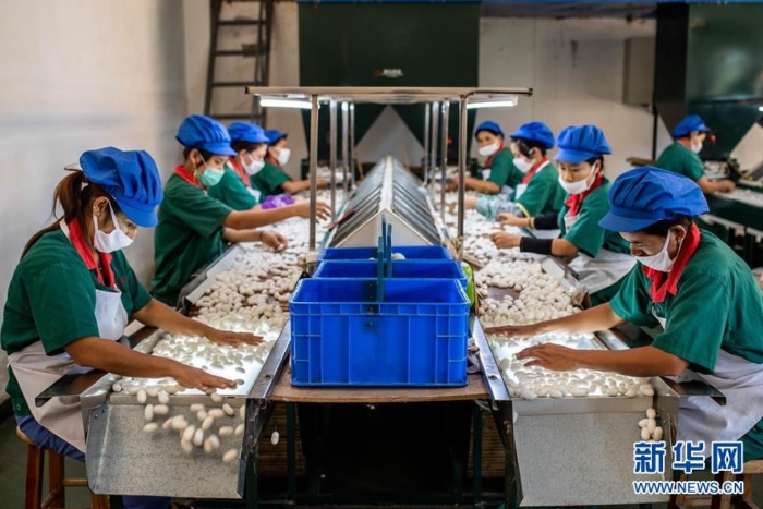 云南德宏正信實(shí)業(yè)股份有限公司的工人在分揀蠶繭（8月21日攝）。 新華社記者 胡超 攝