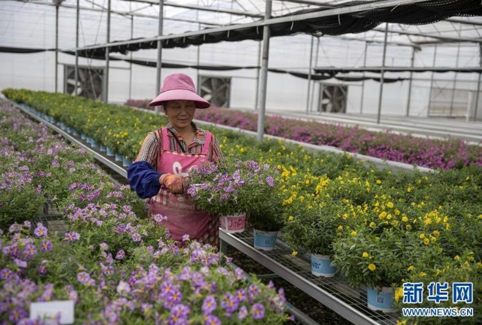 昆明市晉寧區(qū)韓家營村村民王翠英在當(dāng)?shù)匾患阴r花加工企業(yè)打理鮮花（8月19日攝）。 新華社記者 孫敏 攝
