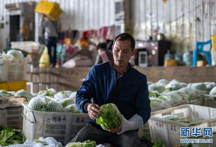 在通海縣一家農(nóng)產(chǎn)品公司冷庫基地，一名工人給蔬菜套袋（3月4日攝）。新華社記者 胡超 攝