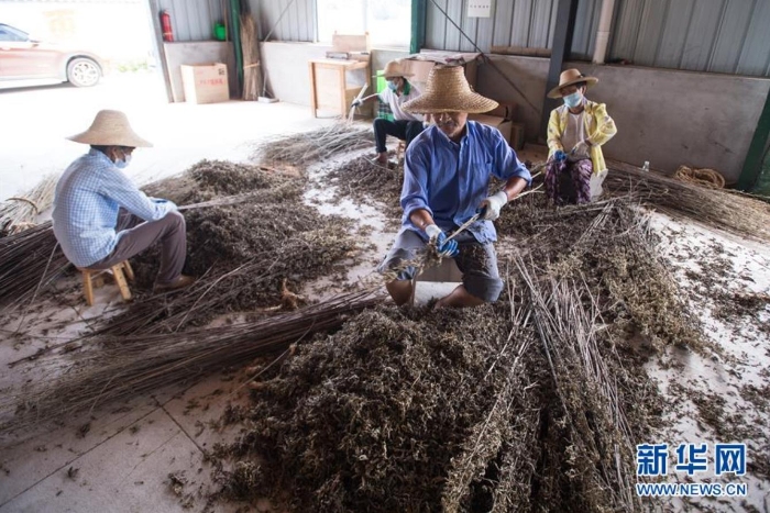 村民在湖北省蘄春縣一家公司整理艾葉（8月25日攝）。新華社記者 肖藝九 攝