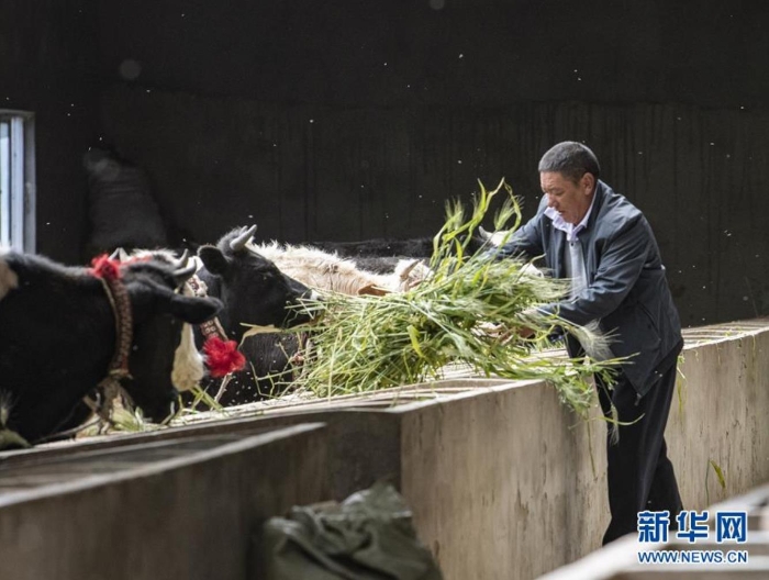 在西藏日喀則市江孜縣江孜鎮(zhèn)東郊村康蘇農(nóng)民養(yǎng)牛專業(yè)合作社，尼瑪次仁在喂牛（8月28日攝）。  新華社記者 孫非 攝