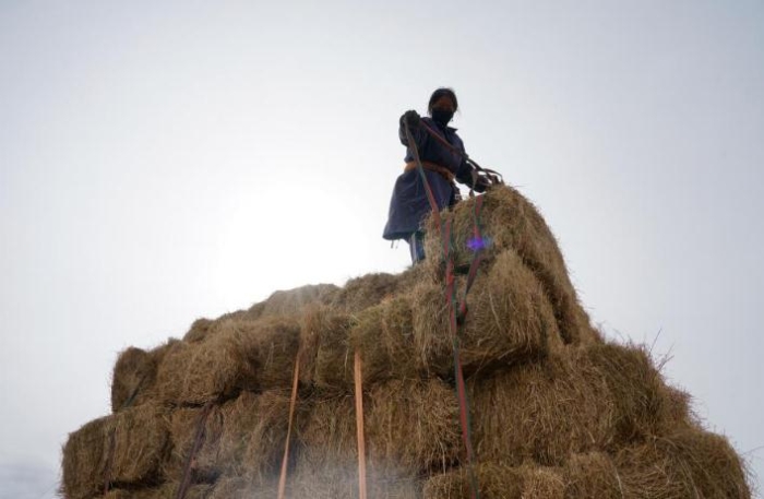 在青海省果洛藏族自治州甘德縣江千鄉(xiāng)，村民正在給剛收割完的飼草打捆。（2020年11月3日攝）。新華社記者陳凱 攝