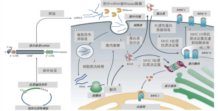 mRNA藥物的作用機理