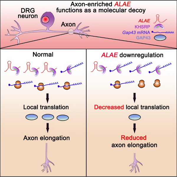 軸突富集lincRNA ALAE通過競爭KHSRP參與調(diào)控局部翻譯和軸突生長的分子機制