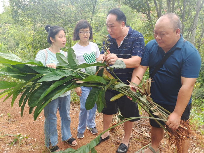 圖為調研組在高良姜種植基地查看藥材種質資源。
