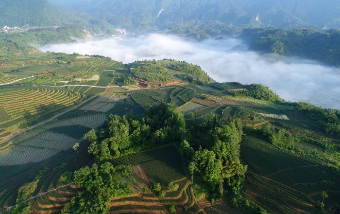 中國中藥湖南湘西百合基地。
