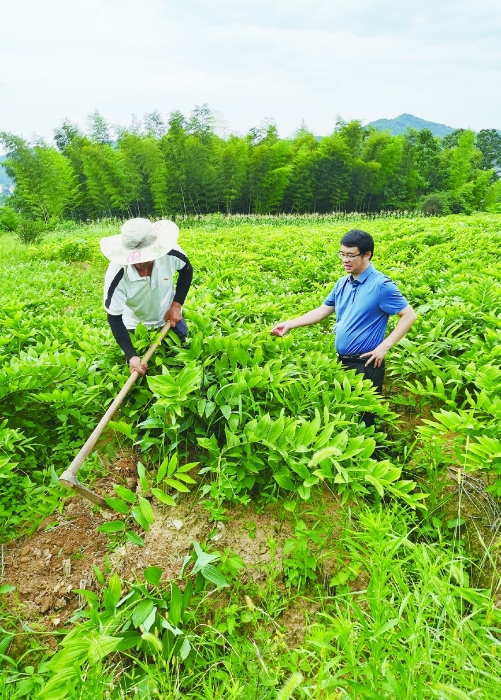 圖②為今年6月28日，湖南農(nóng)業(yè)大學(xué)生物科學(xué)與技術(shù)學(xué)院專家（右）在湖南省南國藥都中藥飲片有限公司玉竹種植基地指導(dǎo)工作。